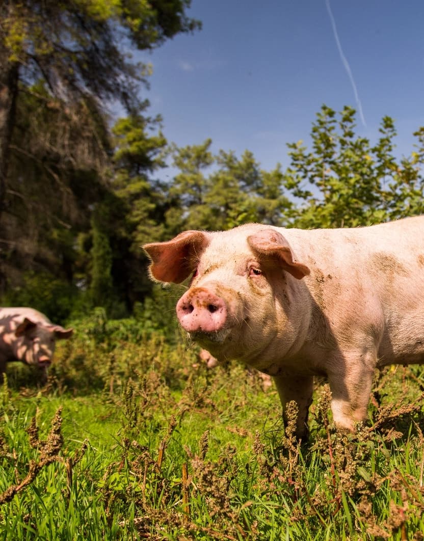 Read about Pork