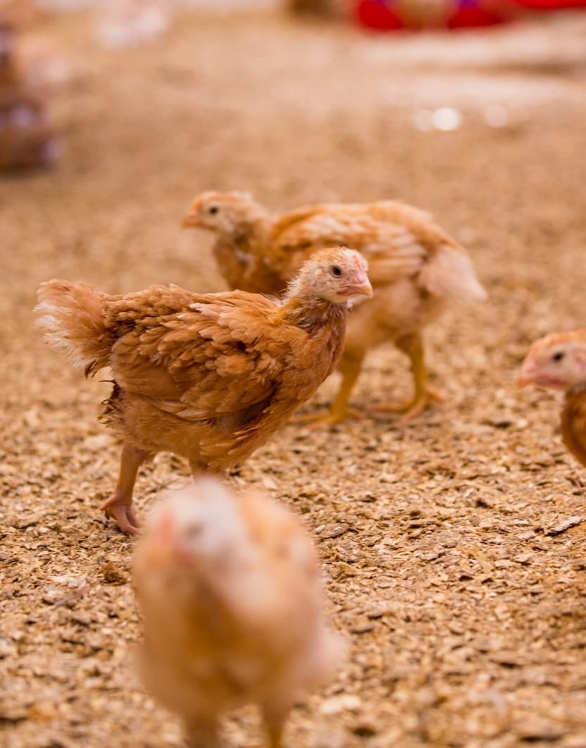 Read about Poultry