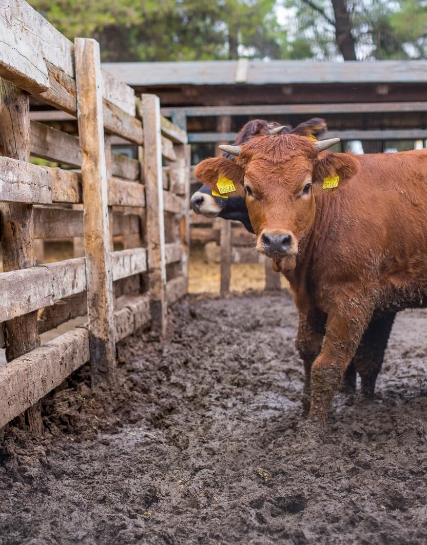 Read about Cattle