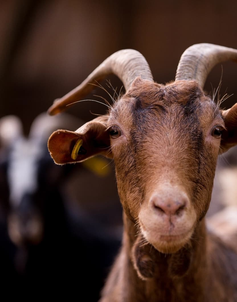 Read about Lambs and kids